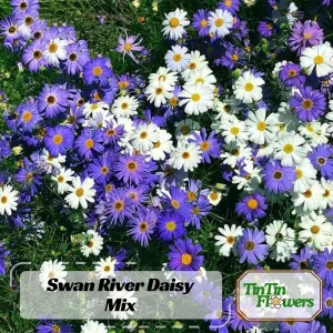 Swan River Mix Daisy Seeds - Perennial Flower Seeds - 100 Seeds for Garden - Image 1