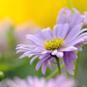 Swan River Mix Daisy Seeds - Perennial Flower Seeds - 100 Seeds for Garden - Image 2