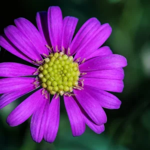 Swan River Mix Daisy Seeds - Perennial Flower Seeds - 100 Seeds for Garden - Image 3