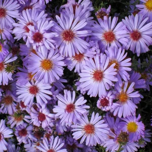 Swan River Mix Daisy Seeds - Perennial Flower Seeds - 100 Seeds for Garden - Image 4