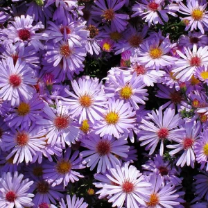 Swan River Mix Daisy Seeds - Perennial Flower Seeds - 100 Seeds for Garden - Image 5
