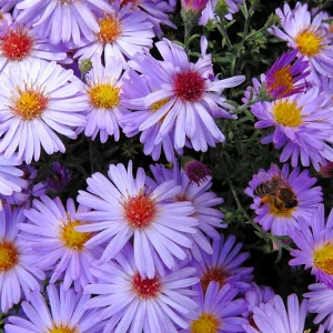 Swan River Mix Daisy Seeds - Perennial Flower Seeds - 100 Seeds for Garden - Image 6
