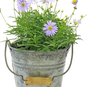 Swan River Mix Daisy Seeds - Perennial Flower Seeds - 100 Seeds for Garden - Image 7
