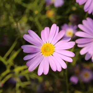 Swan River Mix Daisy Seeds - Perennial Flower Seeds - 100 Seeds for Garden - Image 8