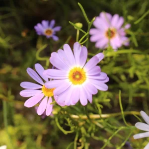 Swan River Mix Daisy Seeds - Perennial Flower Seeds - 100 Seeds for Garden - Image 9