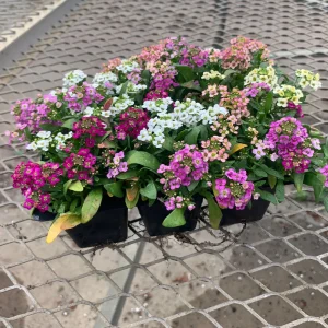 Sweet Alyssum Mix Seeds - Lobularia maritima - Fragrant Ground Cover Flower, 20 Seeds - Image 2