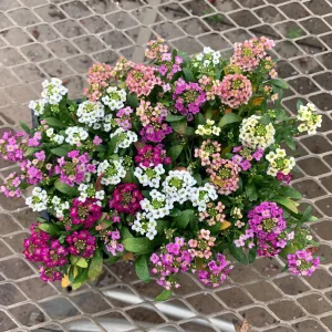 Sweet Alyssum Mix Seeds - Lobularia maritima - Fragrant Ground Cover Flower, 20 Seeds - Image 3