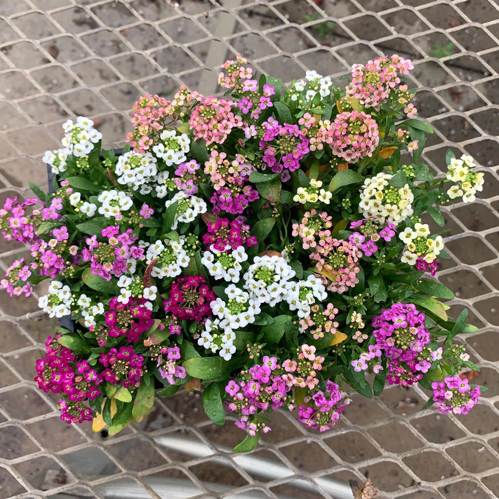 Sweet Alyssum Mix Seeds - Lobularia maritima - Fragrant Ground Cover Flower, 20 Seeds - Image 3