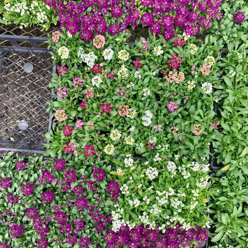 Sweet Alyssum Mix Seeds - Lobularia maritima - Fragrant Ground Cover Flower, 20 Seeds - Image 4