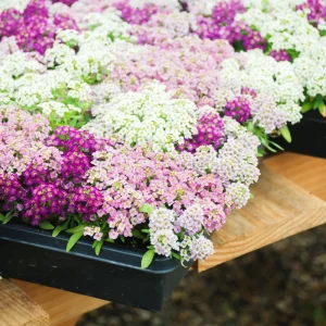 Sweet Alyssum Mix Seeds - Lobularia maritima - Fragrant Ground Cover Flower, 20 Seeds - Image 5
