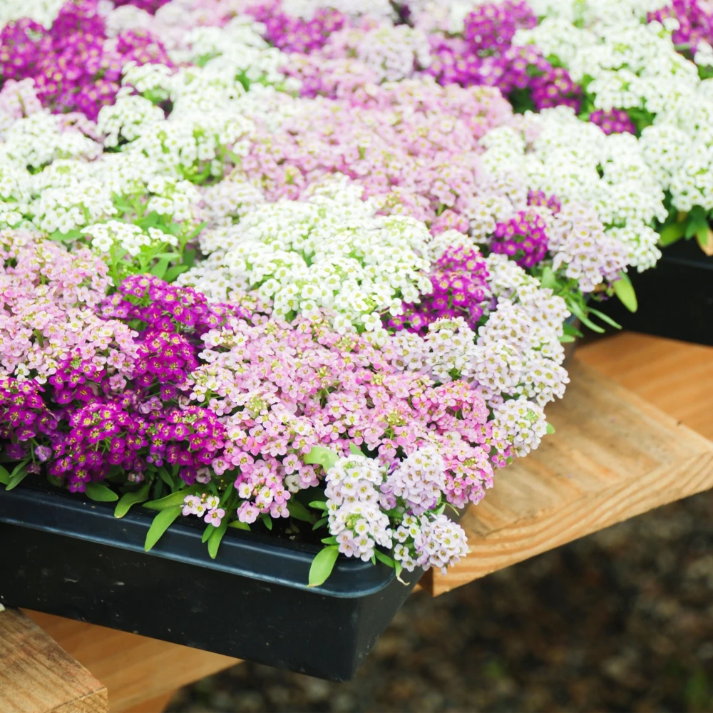 Sweet Alyssum Mix Seeds - Lobularia maritima - Fragrant Ground Cover Flower, 20 Seeds - Image 5
