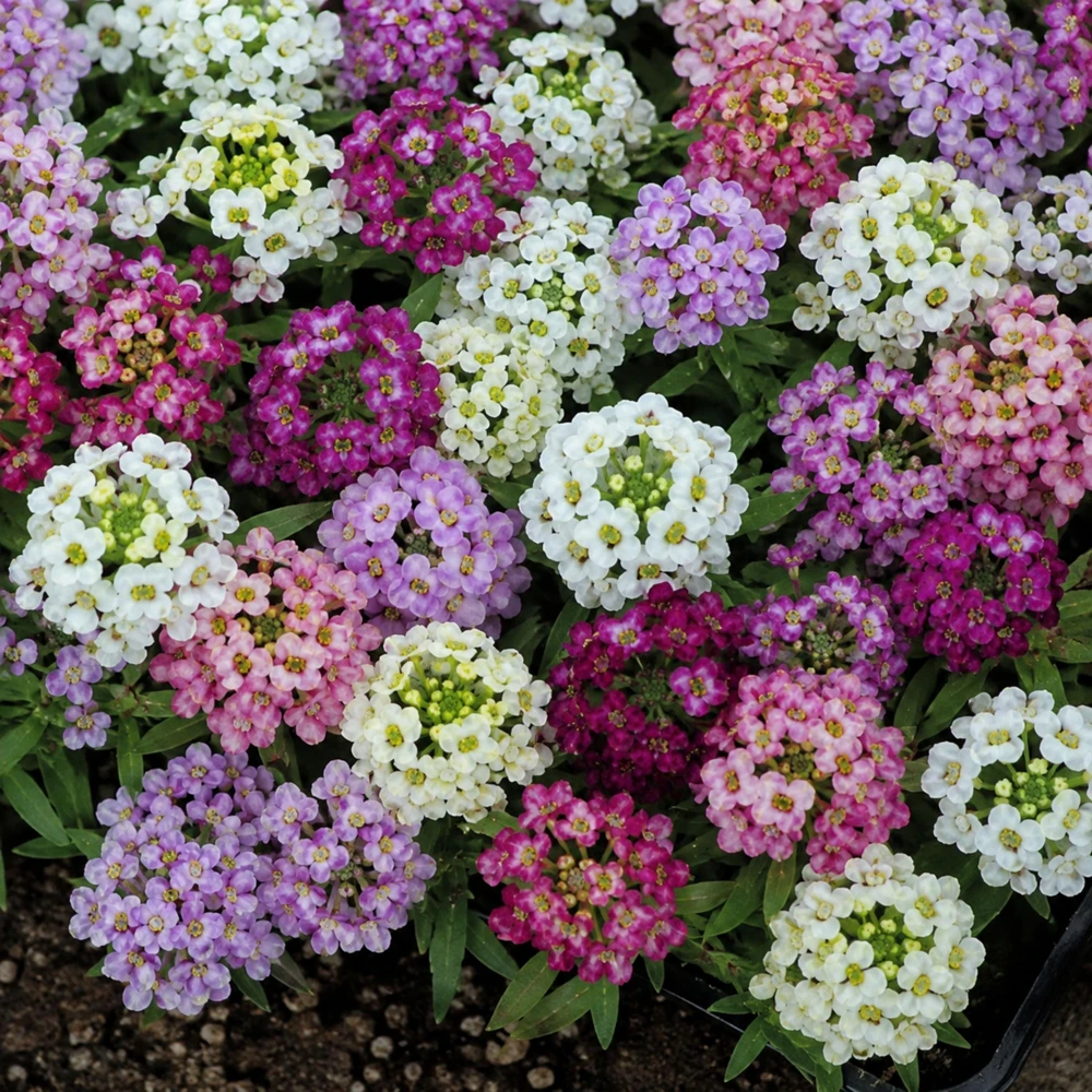 Sweet Alyssum Mix Seeds - Lobularia maritima - Fragrant Ground Cover Flower, 20 Seeds - Image 6