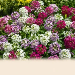 Sweet Alyssum Mix Seeds - Lobularia maritima - Fragrant Ground Cover Flower, 20 Seeds - Image 7