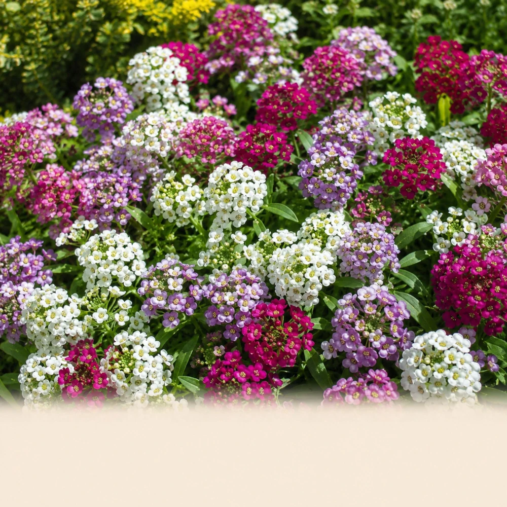 Sweet Alyssum Mix Seeds - Lobularia maritima - Fragrant Ground Cover Flower, 20 Seeds - Image 7