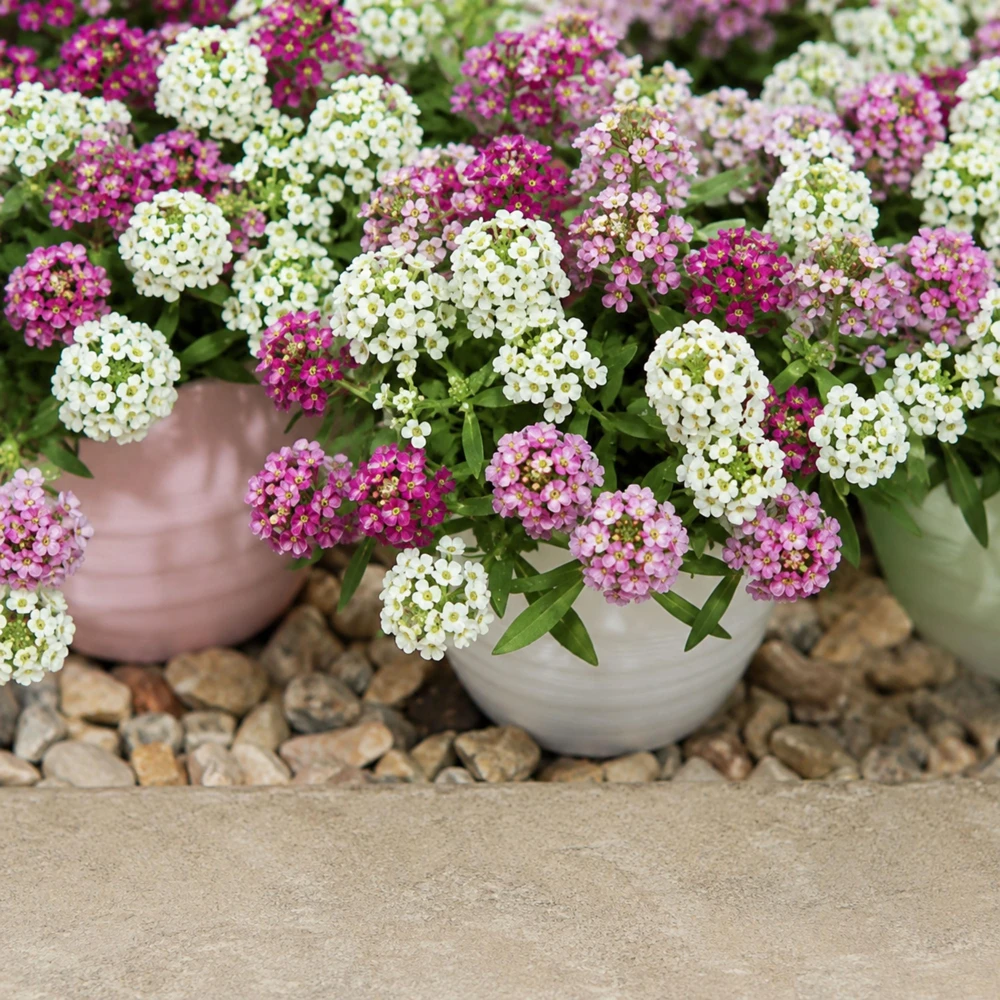 Sweet Alyssum Mix Seeds - Lobularia maritima - Fragrant Ground Cover Flower, 20 Seeds - Image 8