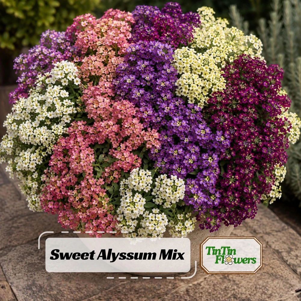Sweet Alyssum Mix Seeds - Lobularia maritima - Fragrant Ground Cover Flower, 20 Seeds - Image 1
