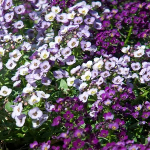 Sweet Alyssum Seeds White & Purple - Edible, Drought Tolerant, 30 Seeds - Image 10