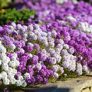 Sweet Alyssum Seeds White & Purple - Edible, Drought Tolerant, 30 Seeds - Image 11