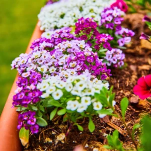 Sweet Alyssum Seeds White & Purple - Edible, Drought Tolerant, 30 Seeds - Image 12