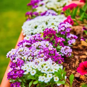 Sweet Alyssum Seeds White & Purple - Edible, Drought Tolerant, 30 Seeds - Image 13