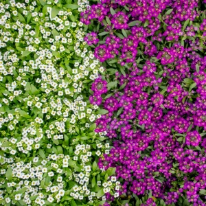 Sweet Alyssum Seeds White & Purple - Edible, Drought Tolerant, 30 Seeds - Image 2