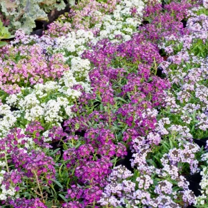 Sweet Alyssum Seeds White & Purple - Edible, Drought Tolerant, 30 Seeds - Image 3
