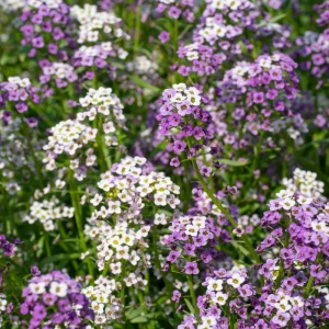 Sweet Alyssum Seeds White & Purple - Edible, Drought Tolerant, 30 Seeds - Image 4