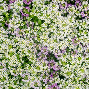 Sweet Alyssum Seeds White & Purple - Edible, Drought Tolerant, 30 Seeds - Image 5