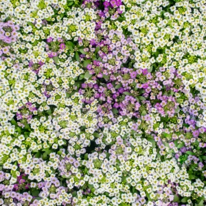 Sweet Alyssum Seeds White & Purple - Edible, Drought Tolerant, 30 Seeds - Image 6