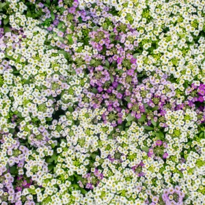 Sweet Alyssum Seeds White & Purple - Edible, Drought Tolerant, 30 Seeds - Image 7