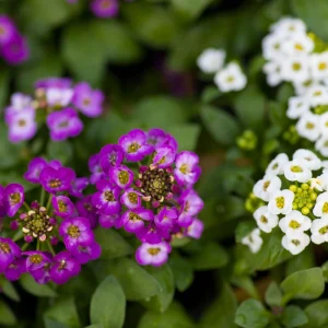 Sweet Alyssum Seeds White & Purple - Edible, Drought Tolerant, 30 Seeds - Image 9