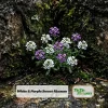 Sweet Alyssum Seeds White & Purple - Edible, Drought Tolerant, 30 Seeds - Image 1