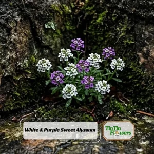 Sweet Alyssum Seeds White & Purple - Edible, Drought Tolerant, 30 Seeds - Image 1