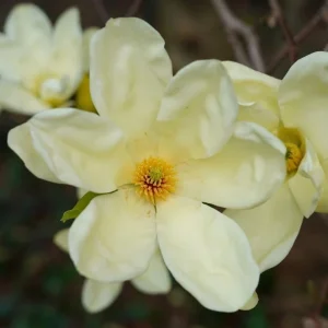 Sweet Bay Magnolia Shrub Tree 10-16" Tall - Fragrant White Flowers, Outdoor Live Plant - Image 2