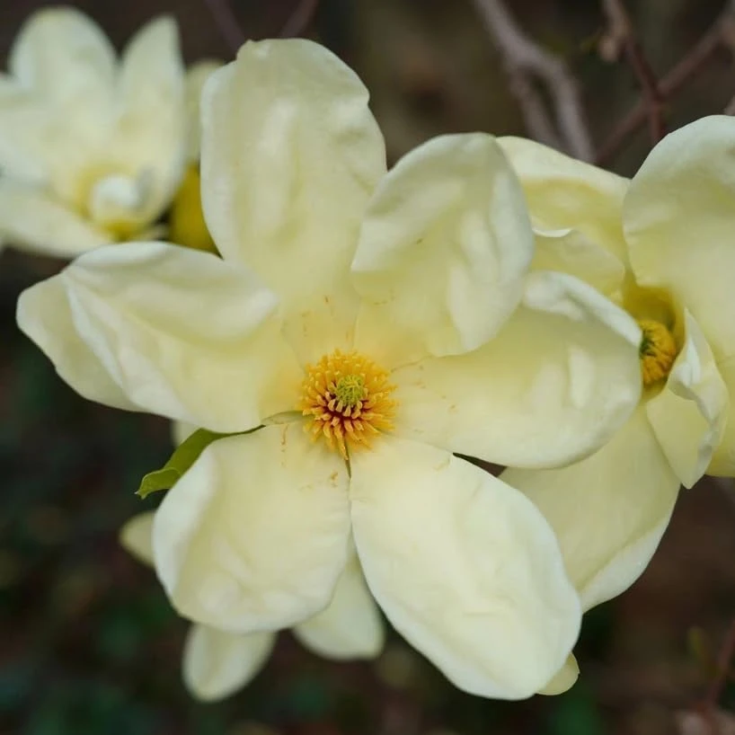 Sweet Bay Magnolia Shrub Tree 10-16" Tall - Fragrant White Flowers, Outdoor Live Plant - Image 2