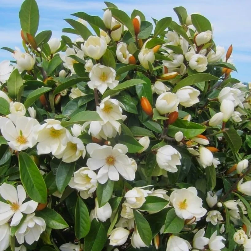 Sweet Bay Magnolia Shrub Tree 10-16" Tall - Fragrant White Flowers, Outdoor Live Plant - Image 1