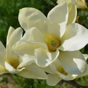 Sweet Bay Magnolia Shrub Tree 10-16" Tall - Fragrant White Flowers, Outdoor Live Plant - Image 3