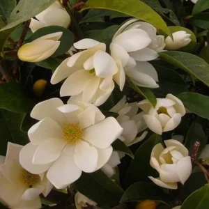 Sweet Bay Magnolia Shrub Tree 10-16" Tall - Fragrant White Flowers, Outdoor Live Plant - Image 4