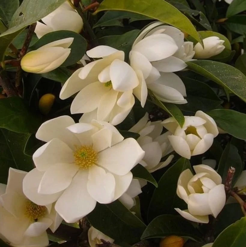 Sweet Bay Magnolia Shrub Tree 10-16" Tall - Fragrant White Flowers, Outdoor Live Plant - Image 4