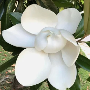 Sweet Bay Magnolia Shrub Tree 10-16" Tall - Fragrant White Flowers, Outdoor Live Plant - Image 5