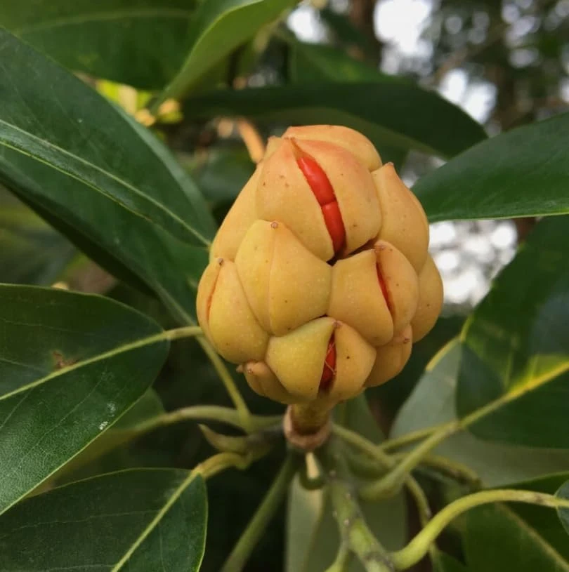Sweet Bay Magnolia Shrub Tree 10-16" Tall - Fragrant White Flowers, Outdoor Live Plant - Image 6