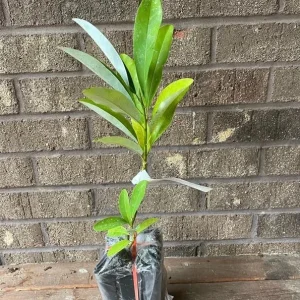Sweet Bay Magnolia Shrub Tree 10-16" Tall - Fragrant White Flowers, Outdoor Live Plant - Image 7