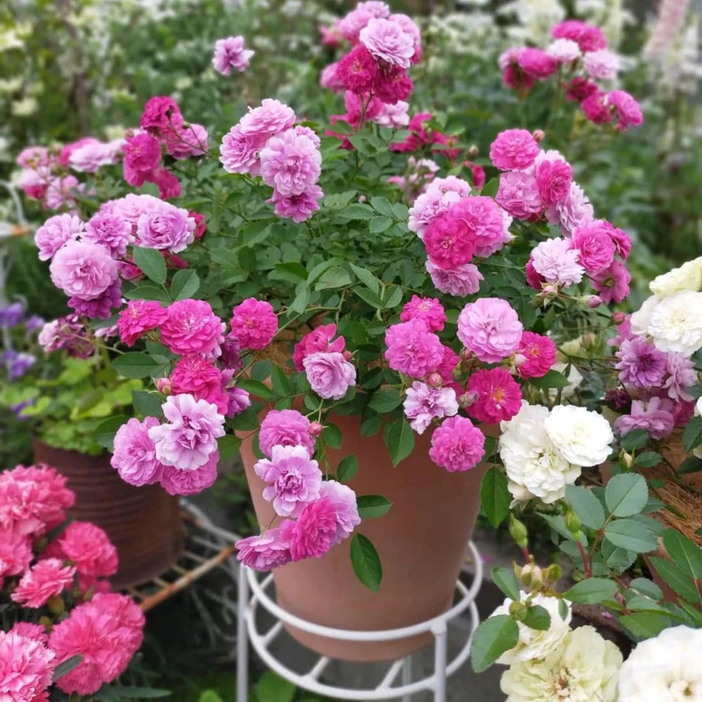 Sweet Chariot Rose Seeds - Cold Resistant, Open-Pollinating, 30 Seed Pack - Image 11