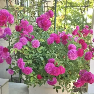 Sweet Chariot Rose Seeds - Cold Resistant, Open-Pollinating, 30 Seed Pack - Image 12