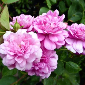Sweet Chariot Rose Seeds - Cold Resistant, Open-Pollinating, 30 Seed Pack - Image 13