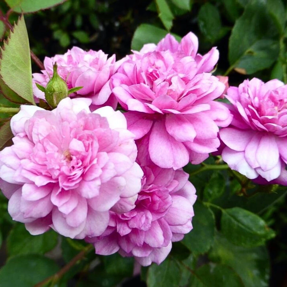 Sweet Chariot Rose Seeds - Cold Resistant, Open-Pollinating, 30 Seed Pack - Image 13