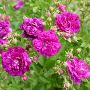 Sweet Chariot Rose Seeds - Cold Resistant, Open-Pollinating, 30 Seed Pack - Image 14