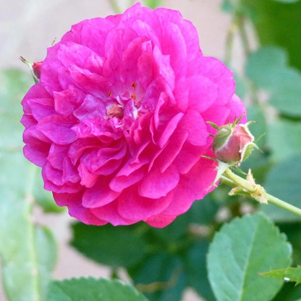 Sweet Chariot Rose Seeds - Cold Resistant, Open-Pollinating, 30 Seed Pack - Image 2