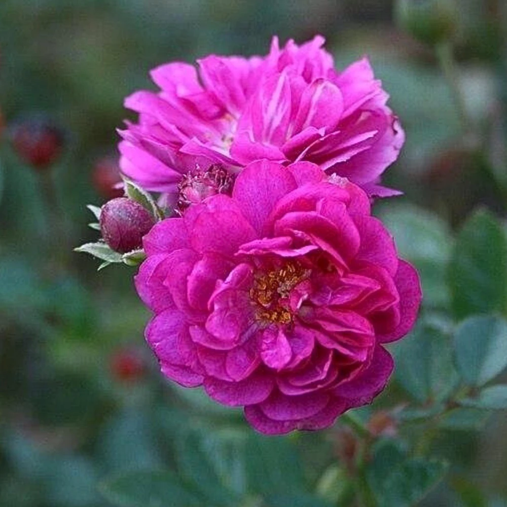 Sweet Chariot Rose Seeds - Cold Resistant, Open-Pollinating, 30 Seed Pack - Image 3