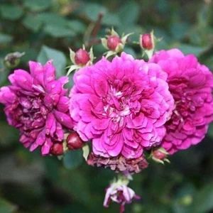 Sweet Chariot Rose Seeds - Cold Resistant, Open-Pollinating, 30 Seed Pack - Image 4
